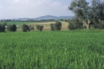 Sono quattro i terreni nella provincia viterbese nel bando della Regione Lazio riservato ai giovani agricoltori